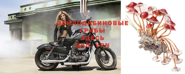 шишки Арсеньев